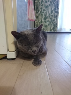 ペコちゃん 松戸市 猫のペットシッター