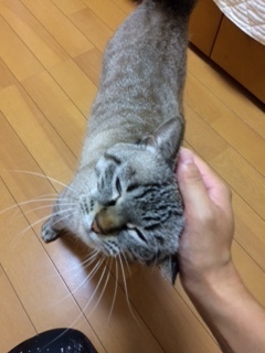 さよちゃん トトちゃん 松戸市 猫のペットシッター