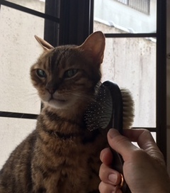 リゴラスくん やまびこちゃん 松戸市 猫のペットシッター
