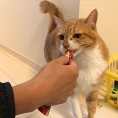 ソフィーくん 松戸市 猫のペットシッター