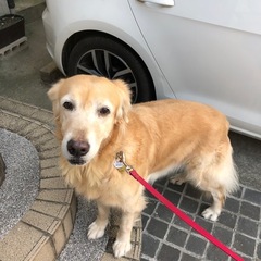 マナちゃん 松戸市 犬のペットシッター