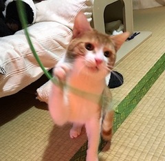 テオくん 松戸市 猫のペットシッター