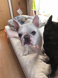 りぼんちゃん達 松戸市 犬のペットシッター