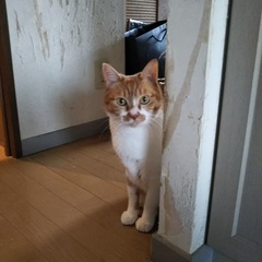 ギンガくん スピカくん 松戸市 猫のペットシッター
