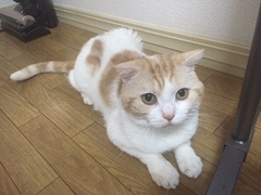 A次くん 松戸市 猫のペットシッター