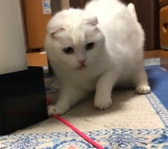 ローレライちゃん 松戸市 猫のペットシッター