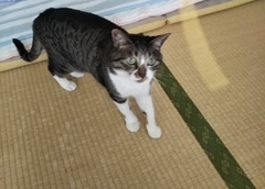 ルナちゃん ミックちゃん松戸市 猫のペットシッター