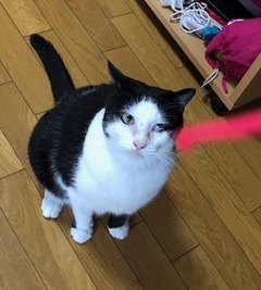 りんちゃん こてつく松戸市 猫のペットシッター