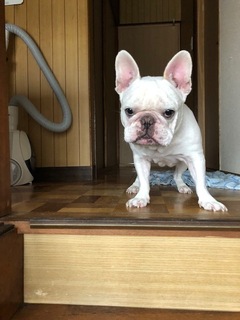 りぼんちゃん達 松戸市 犬のペットシッター