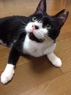 みーちゃん 松戸市 猫のペットシッター
