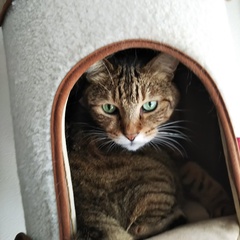 さんごくん達 松戸市 猫のペットシッター