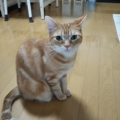 チャチャ坊くん達 松戸市 猫のペットシッター