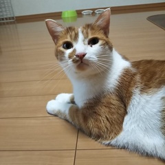 三四郎くん 小五郎くん 松戸市 猫のペットシッター