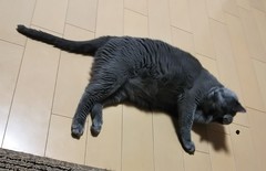 王子くん 松戸市 猫のペットシッター