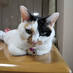 珠子ちゃん 葛飾区 猫のペットシッター
