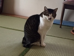 トラくん アイくん 松戸市 猫のペットシッター