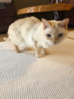 ココちゃん 松戸市 猫のペットシッター