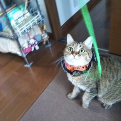 さんごくん達 松戸市 猫のペットシッター