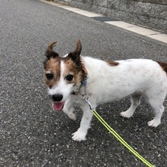 ロコちゃん 松戸市 犬のペットシッター