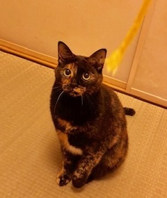 ミミちゃん ココちゃん 松戸市 猫のペットシッター