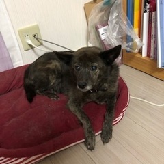 さくらちゃん 松戸市 犬のペットシッター