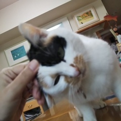 珠子ちゃん 葛飾区 猫のペットシッター