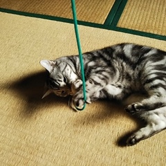リセちゃん ケリーくん 松戸市 猫のペットシッター