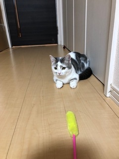 まろめちゃん 松戸市 猫のペットシッター