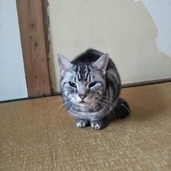 リセちゃん ケリーくん 松戸市 猫のペットシッター