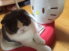 まるちゃんブログ 松戸市 猫のペットシッター