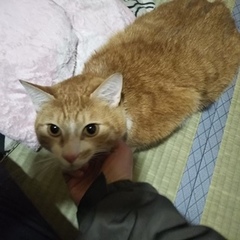 テオくん 松戸市 猫のペットシッター