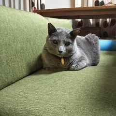 王子くん 松戸市 猫のペットシッター