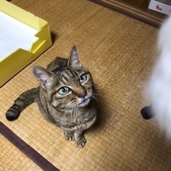 ミケちゃん 松戸市 猫のペットシッター