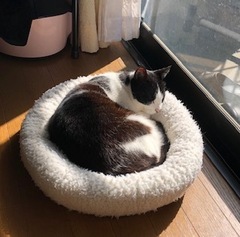 ポンちゃん 松戸市 猫のペットシッター