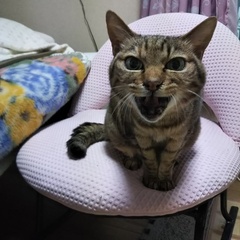 ミケちゃん 松戸市 猫のペットシッター