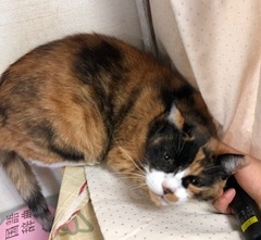 サキちゃん チーくん 松戸市 猫のペットシッター