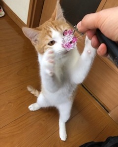 サキちゃん チーくん 松戸市 猫のペットシッター