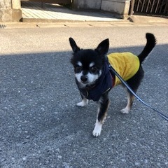 リーくん 松戸市 犬のペットシッター