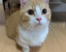 ガブリエルくん達　松戸市　猫のペットシッター