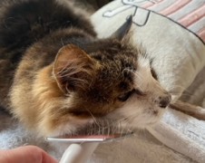 ギンガくんたち　松戸市　猫のペットシッター
