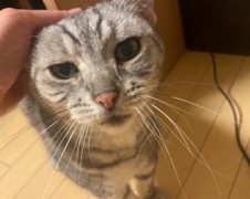 りょうくんたち　松戸市　猫のペットシッター