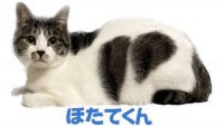 松戸市　ミックス猫の飼い主様の声