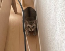 ニコちゃん、ココちゃん　松戸市　猫のペットシッター