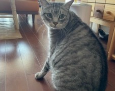 ぷーくん　しずくちゃん　松戸市　猫のペットシッター