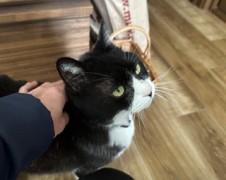 マルちゃん　みかんちゃん　松戸市　猫のペットシッター